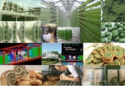 Фотобиореакторы для выращивания микроводорослей  хлорелла и спирулина